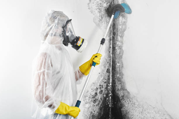 Best Industrial Mold Remediation  in Batesville, MS
